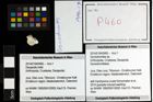 Foto (Objekt + Etiketten) von Goniodromites sp. 